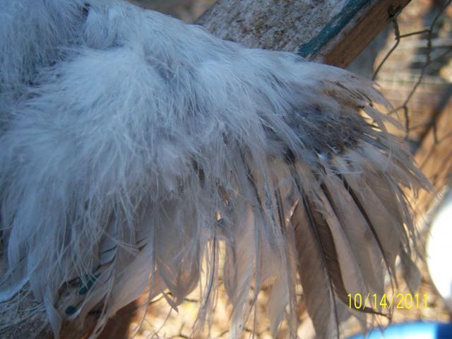 56682_100_2151_top_of_wing_silkied_f2_chick.jpg