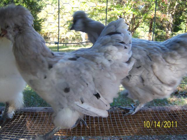 56682_100_2156_splash_f2_hens.jpg