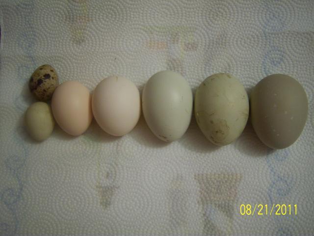 56682_aug_eggs_i_am_incubating.jpg