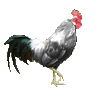 56682_chicken-clipart-picture1.gif