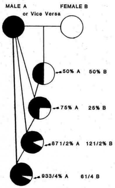 56682_line_breeding_chart.jpg