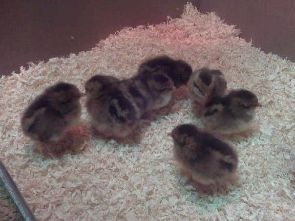 56689_chicks.jpg