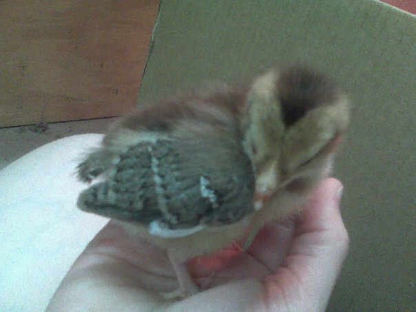 56689_speckled_sussex_chick.jpg
