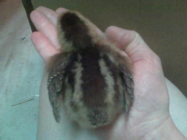 56689_welsummer_chick.jpg