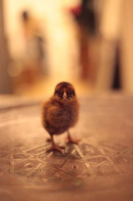 56694_chick.jpg