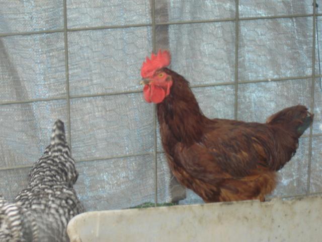 56696_dsc09077.jpg