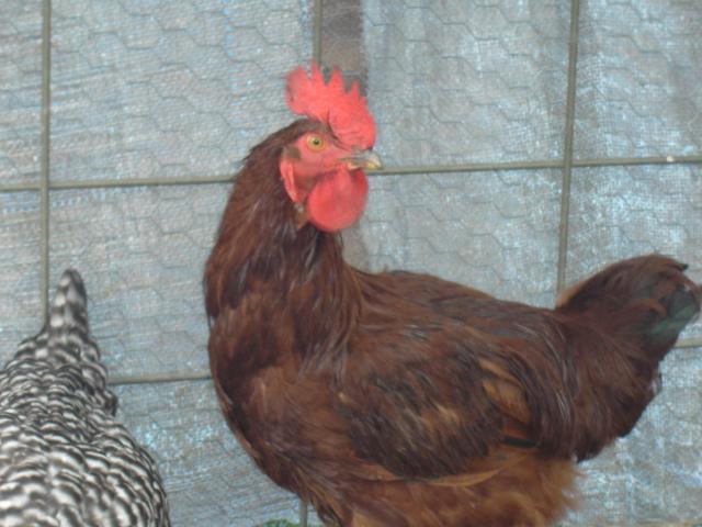 56696_dsc09078.jpg