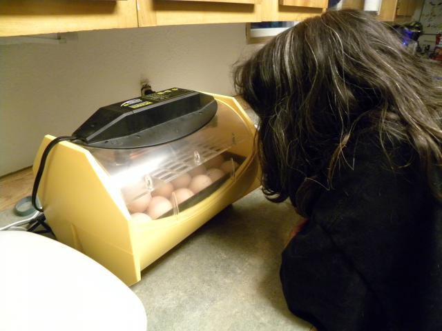 56740_hatching_chicks_001.jpg