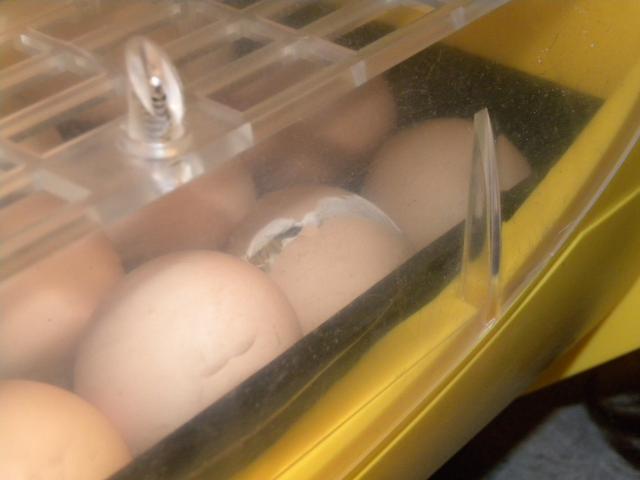 56740_hatching_chicks_002.jpg