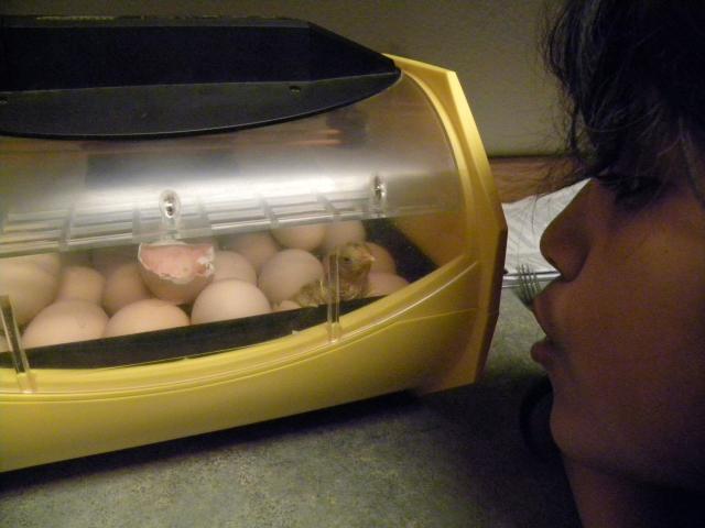 56740_hatching_chicks_010.jpg