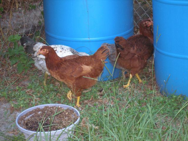 56763_debs_chickens14.jpg