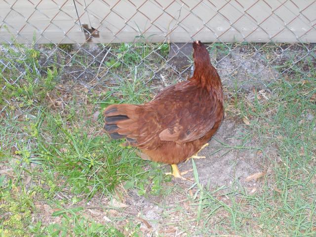 56763_debs_chickens15.jpg