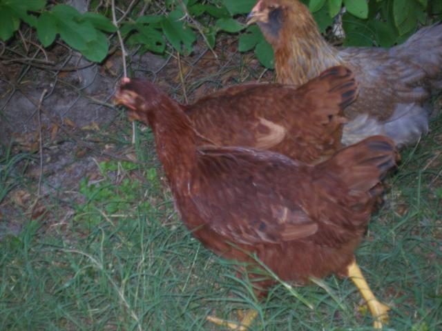 56763_debs_chickens17.jpg