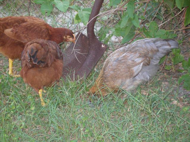 56763_debs_chickens25.jpg