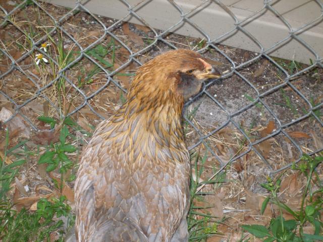 56763_debs_chickens26.jpg