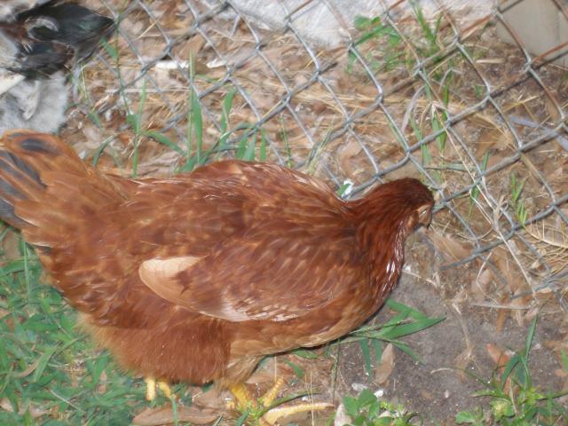 56763_debs_chickens3.jpg