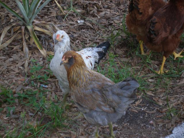 56763_debs_chickens38.jpg