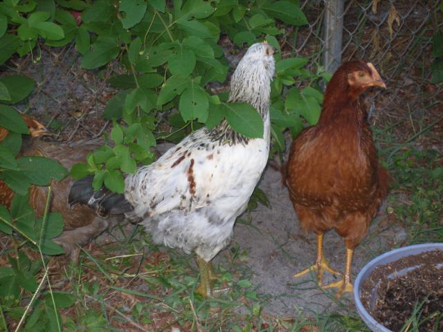 56763_debs_chickens39.jpg