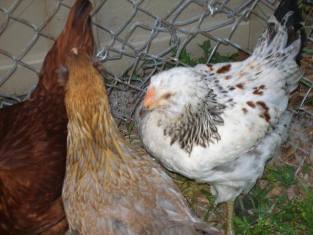 56763_debs_chickens41.jpg