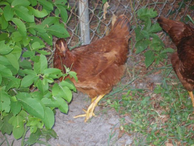 56763_debs_chickens43_2.jpg