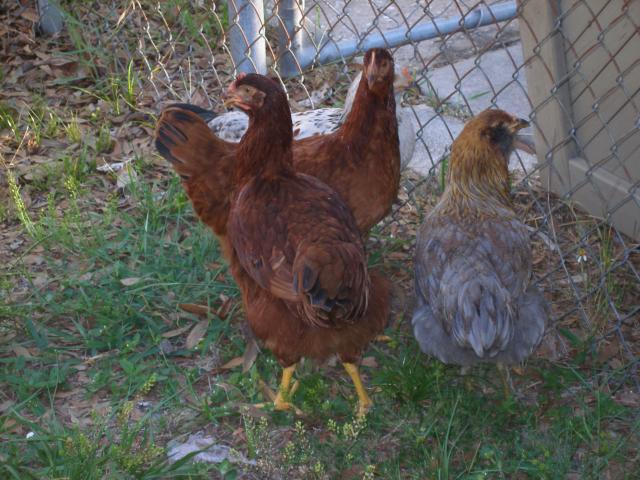 56763_debs_chickens44.jpg