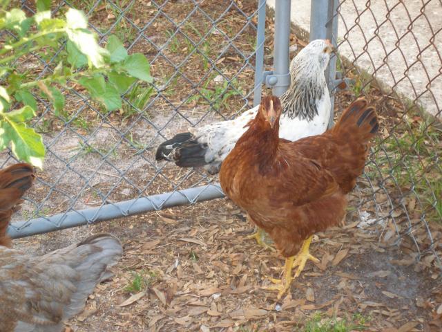 56763_debs_chickens6.jpg