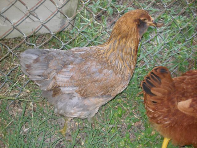 56763_debs_chickens8.jpg