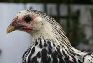 56775_0508_the_chooks_004.jpg