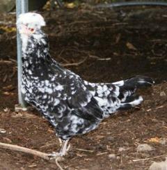 56775_0508_the_chooks_005.jpg