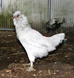 56775_0508_the_chooks_006.jpg