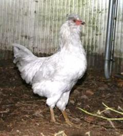 56775_0508_the_chooks_007.jpg