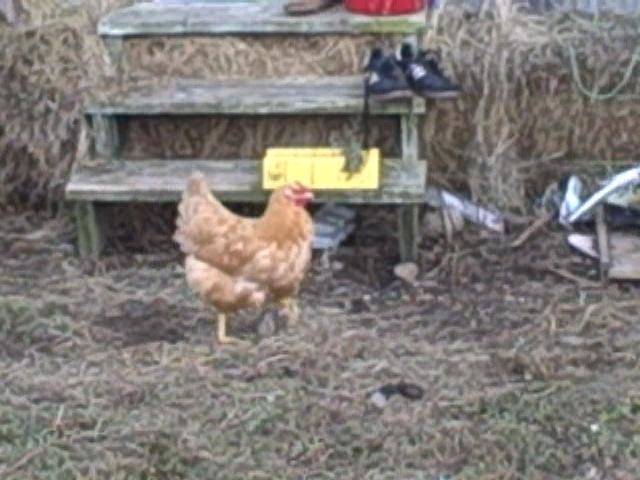 56784_hen_2.jpeg