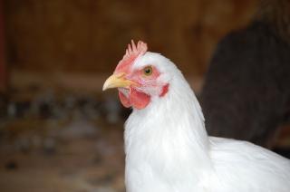 56795_chickens_007.jpg