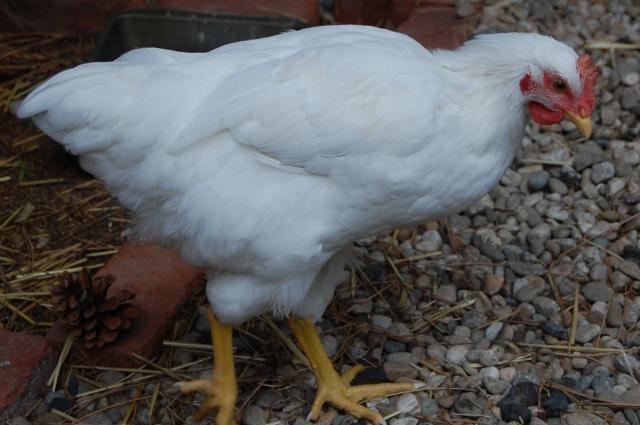 56795_chickens_014.jpg