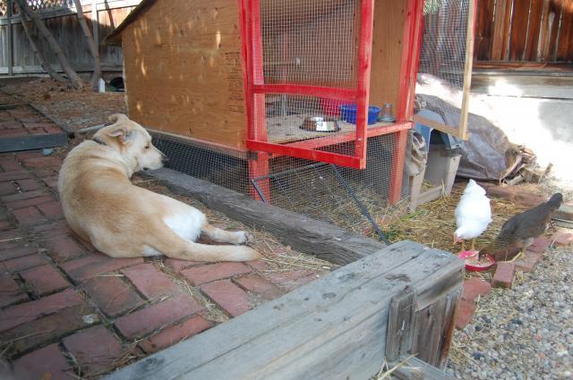 56795_chickens_035.jpg