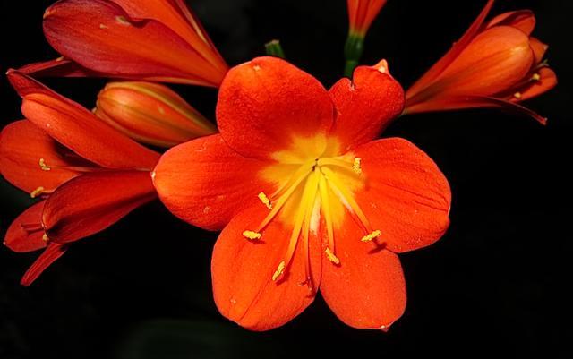 56813_clivia.jpg