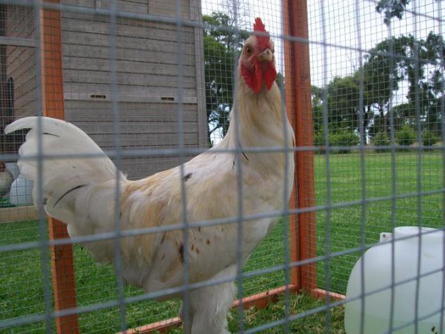 56825_chook.jpg