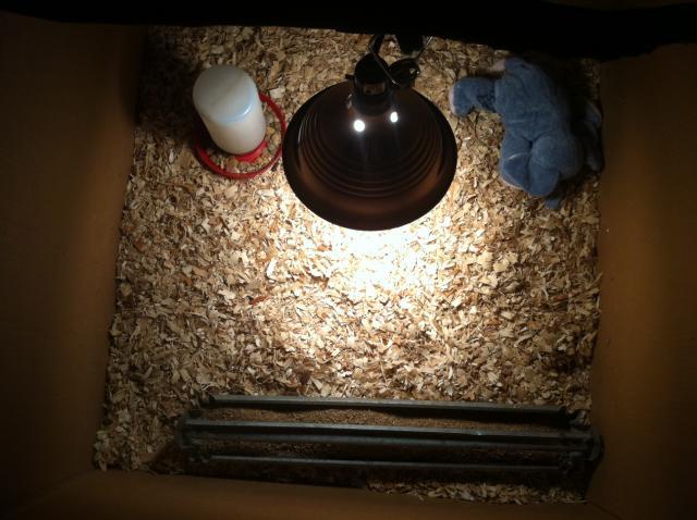 56934_brooder1.jpg