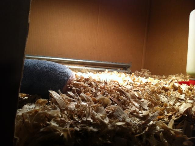 56934_brooder12.jpg