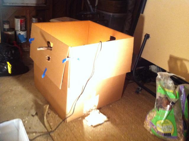 56934_brooder13.jpg