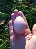 56934_egg1.jpg