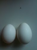 56934_eggproject.jpg