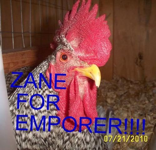 56934_zane.jpg