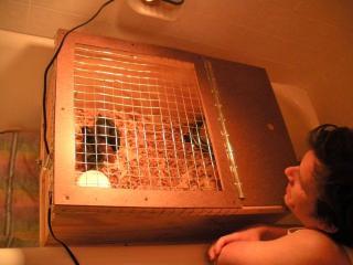 56974_brooder_1.jpg