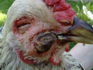 56984_gooberxtremclose.jpg