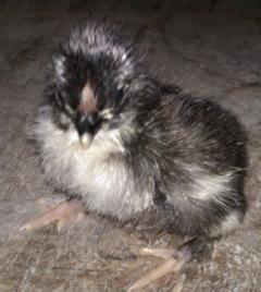 56990_chick.jpg