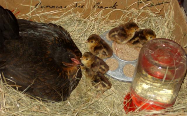 57016_babyredgoldenpheasants01.jpg