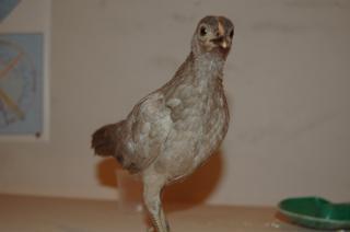 57036_mink_front_6wk.jpg