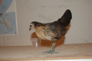 57036_penny_6wk.jpg