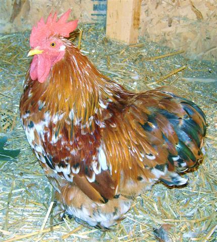57046_ferdinand1small.jpg